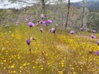 4/5~7/2019   Corrizo Plain NM & Pinnacle NP & Big Sur (2박3일 스페셜 산행 )  1편