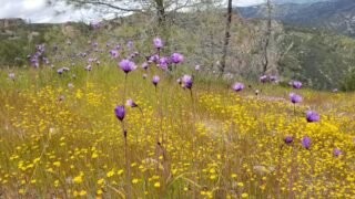 4/5~7/2019   Corrizo Plain NM & Pinnacle NP & Big Sur (2박3일 스페셜 산행 )  1편