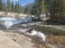 7/27/2019  JMT / Donahue Pass ~ Tuolumne  Meadow Campground (  10 mi)