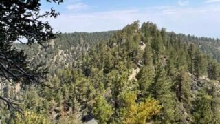 8/14/2021. Pine Mount  via  Acorn & N Backborn  Trail  ( 9.5 mi, 3,930 ft gain)