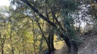 10/2/2021 Mt. Wilson  via Manzanita Ridge  ( 11 mi, 3,664 ft gain)
