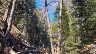 3/26/2022  Momyer  Creek  Trail  to Dobbs  Cavin  ( 12.9 mi / 3,123 ft gain)