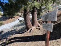 5/13/2023   Timber Mount (8,860ft) via Icehouse Canyon Trail (9.8 mi,  3,336 ft gain )