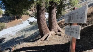 5/13/2023   Timber Mount (8,860ft) via Icehouse Canyon Trail (9.8 mi,  3,336 ft gain )