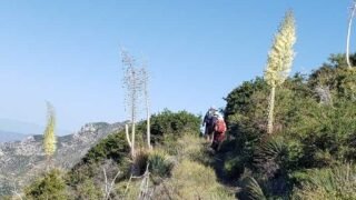 6 / 3 / 2023  Strawberry Peak via Redbox Canyon ( 7.2  mi,  2,875 ft gain)
