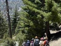 8 / 5 /2023  Timber Mount (8,860ft) via Cedar Glen Camp (9.8mi, 3,336 ft gain)