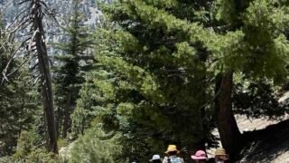 8 / 5 /2023  Timber Mount (8,860ft) via Cedar Glen Camp (9.8mi, 3,336 ft gain)