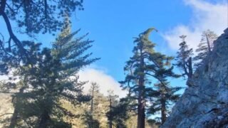 11/18/2023 Ontario Peak ( 8,696 ft) via  Icehouse Canyon ( 12.4 mi, 4,000 ft gain)