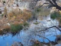 12/02/2023  Deep Creek Hot Spring  (답사)  via Bradford Ridge Path ( 5mi, 1,312 ft gain  )