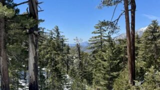 4/20/2024  Timber Mount (8,860ft) via Icehouse Canyon ( 9.8 mi, 3,336 ft gain )