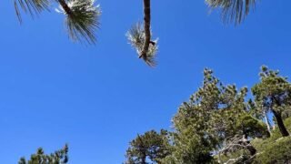 6/1/2024.  Telegraph Peak via Manker Flat and Baldy Notch ( 9.4 mi, 3,431 ft gain  )