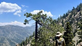 8/10/2024   Mt Baden Powell ( 7.8 mi,  2,775 ft gain)