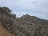 1/25/2025 Sycamore,  Malibu