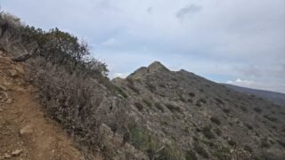 1/25/2025 Sycamore,  Malibu