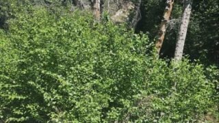 4/19/2025  PCT Trail- Montezuma Valley Rd to Eagle Rock (8 mi, 1,089 ft  gain))