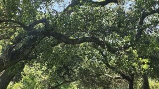 5/31/2025   Gabrieleno Trail ( 8.5 mi, 2,280 ft gain )