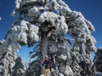 12/27/2025  Mt Timber via Icehouse Canyon (7.8  mi,  3,990 ft gain)