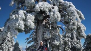 12/27/2025  Mt Timber via Icehouse Canyon (7.8  mi,  3,990 ft gain)