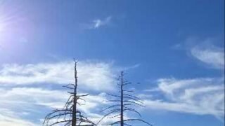 2/7/26  Twin Peak via Waterman Hiking Trailhead (9.8 mi, 3,359 ft gain)