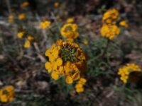 4/18/26   San Bernardino Peak via Angeles Oaks (16  mi, 4,721 ft gain)