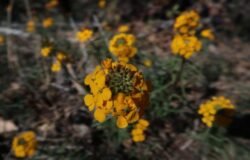4/18/26   San Bernardino Peak via Angeles Oaks (16  mi, 4,721 ft gain)