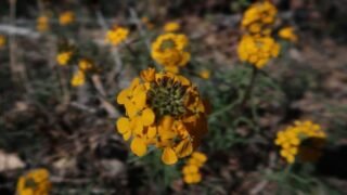 4/18/26   San Bernardino Peak via Angeles Oaks (16  mi, 4,721 ft gain)