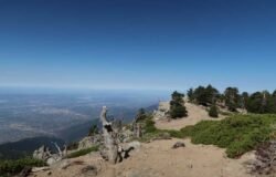 7/18/2026. Cucamonga Peak(8,860ft) via Icehouse Canyon ( 12.5 mi, 4,314 ft gain)
