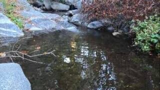 2026 10/03/26  Chantry Flat to Spruce Grove Campground TR (7.1 mi,  1,791 ft gain)