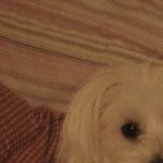 Profile picture of Anna Ko Kim