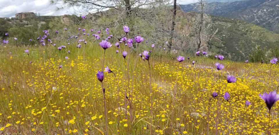 4/5~7/2019   Corrizo Plain NM & Pinnacle NP & Big Sur (2박3일 스페셜 산행 )  1편