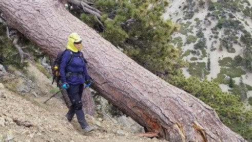 6/29/19  3T ( Timber Telegraph  Thunder Mt.) via  Chapman Trail  (11mi)