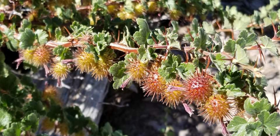 8/24/2019  Ontario Peak (8,696 ft) via Icehouse Canyon (13mi, 3,800ft gain))