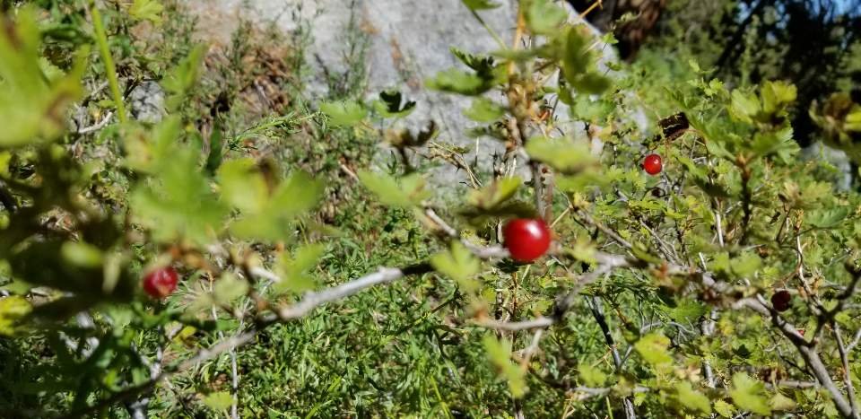 9/20~22/2019  Big Pine Creek Trail (10,500ft, 3,500ft gain, 13mi round trip)