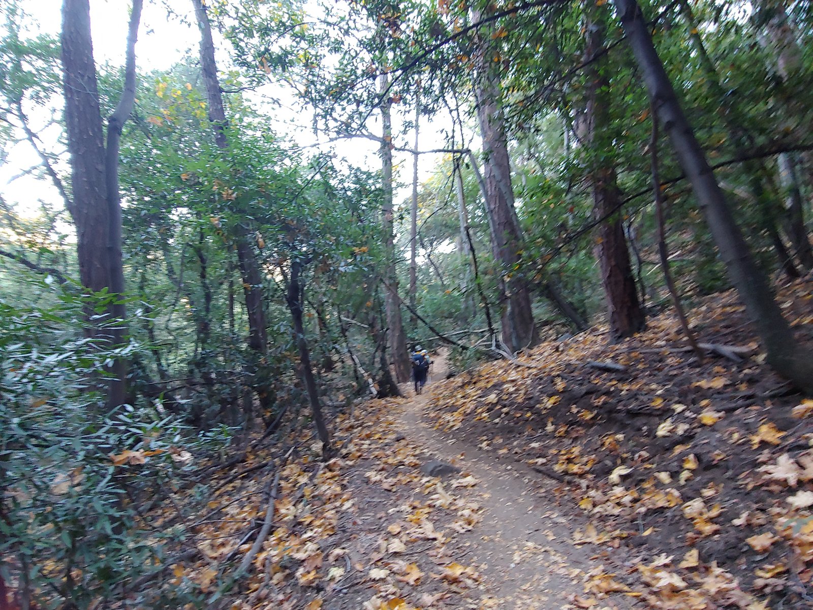 10/26/2019   Mt. Wilson (5,710 ft) via Cantry Flat ( 3,500 ft gain, 14mi round trip)