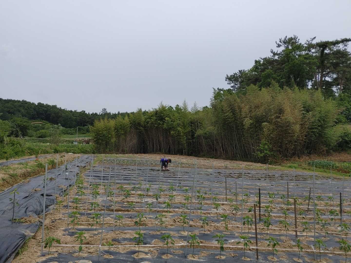 5/29/2021   Fresno Canyon  to Sierra  Peak  (7.9 mi, 2,793 ft gain)